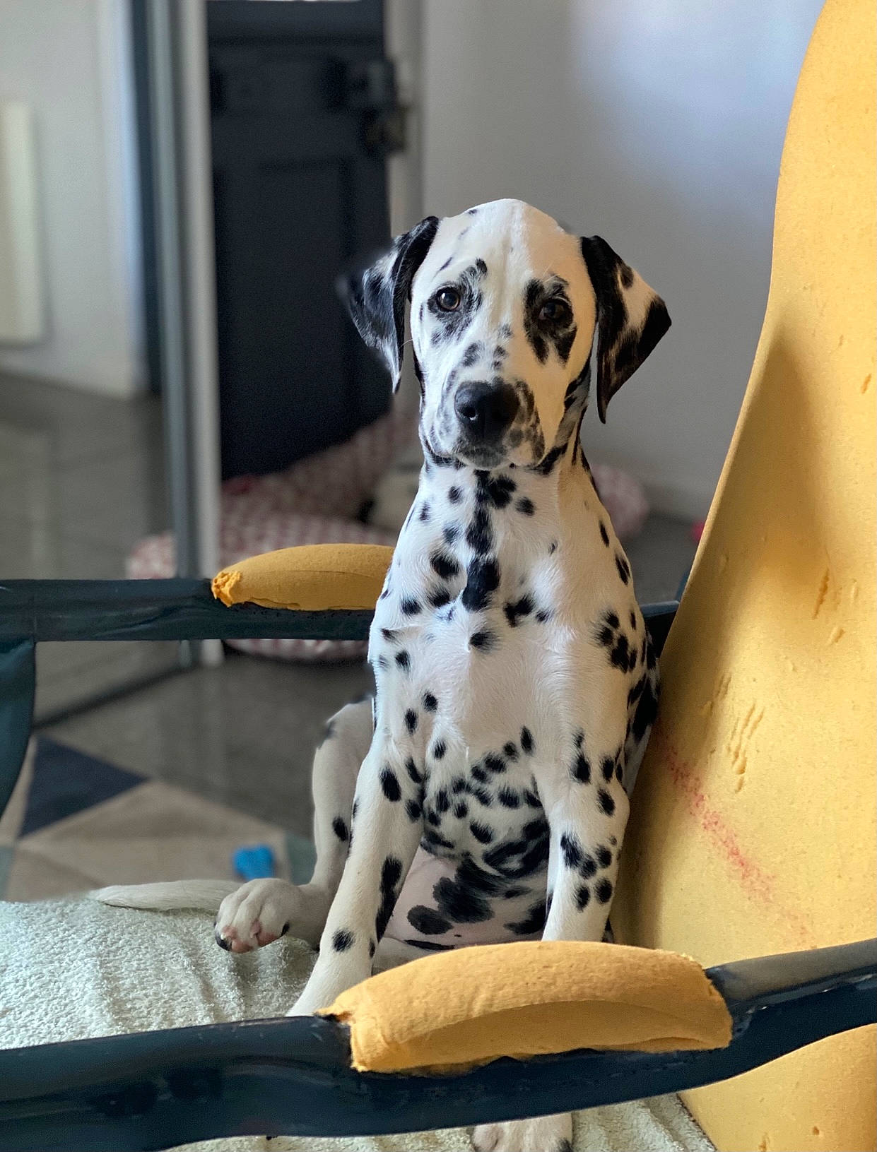 Pippa a rejoint le concours — aidez-le/la à gagner de superbes lots ! canidae, carnivore, ceramic, companion_dog, dalmatian, dog, dog_breed, dog_supply, dog_toy, kitchen_utensil, pet_supply, snout, sporting_group, working_animal, working_dog