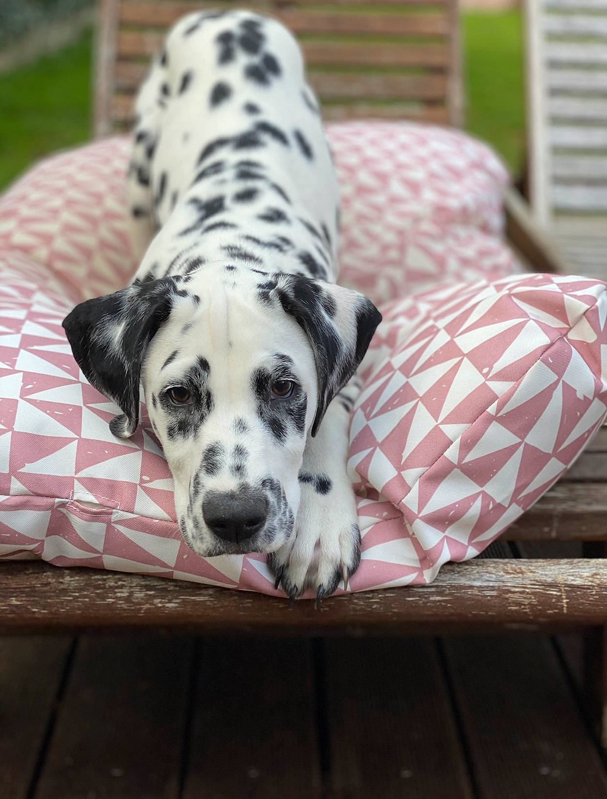 Pippa a rejoint le concours — aidez-le/la à gagner de superbes lots ! canidae, carnivore, dalmatian, dog, dog_breed, dog_supply, home_accessories, linens, outdoor_bench, outdoor_furniture, pet_supply, plaid, snout, sporting_group, whiskers, window_blind, window_covering, working_animal, working_dog