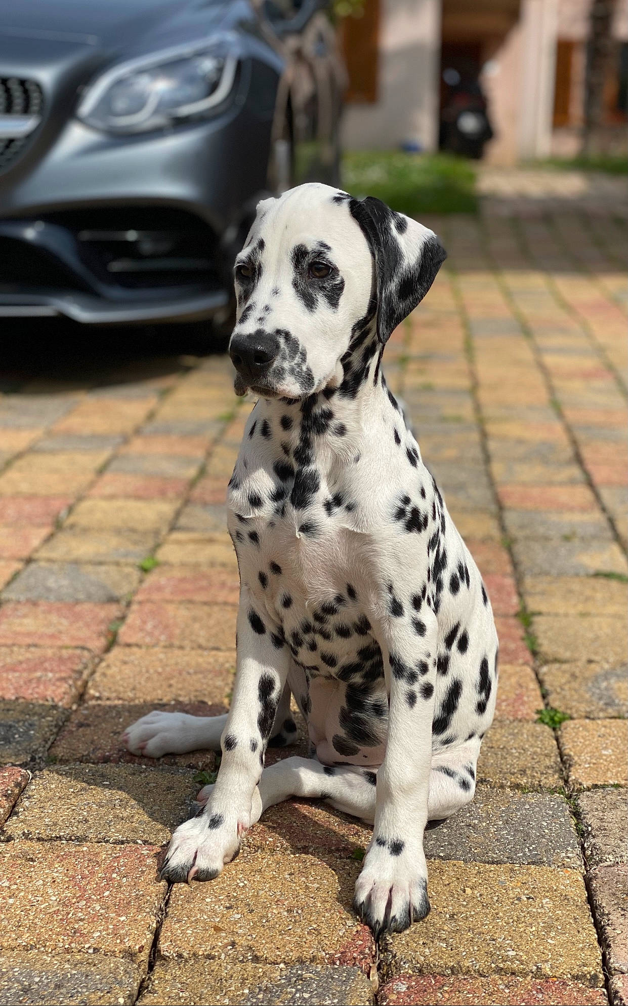Pippa a rejoint le concours — aidez-le/la à gagner de superbes lots ! automotive_fog_light, automotive_lighting, bumper, canidae, carnivore, dalmatian, dog, dog_breed, dog_supply, grille, headlamp, hood, paw, personal_luxury_car, pet_supply, road_surface, sidewalk, snout, sporting_group, working_animal