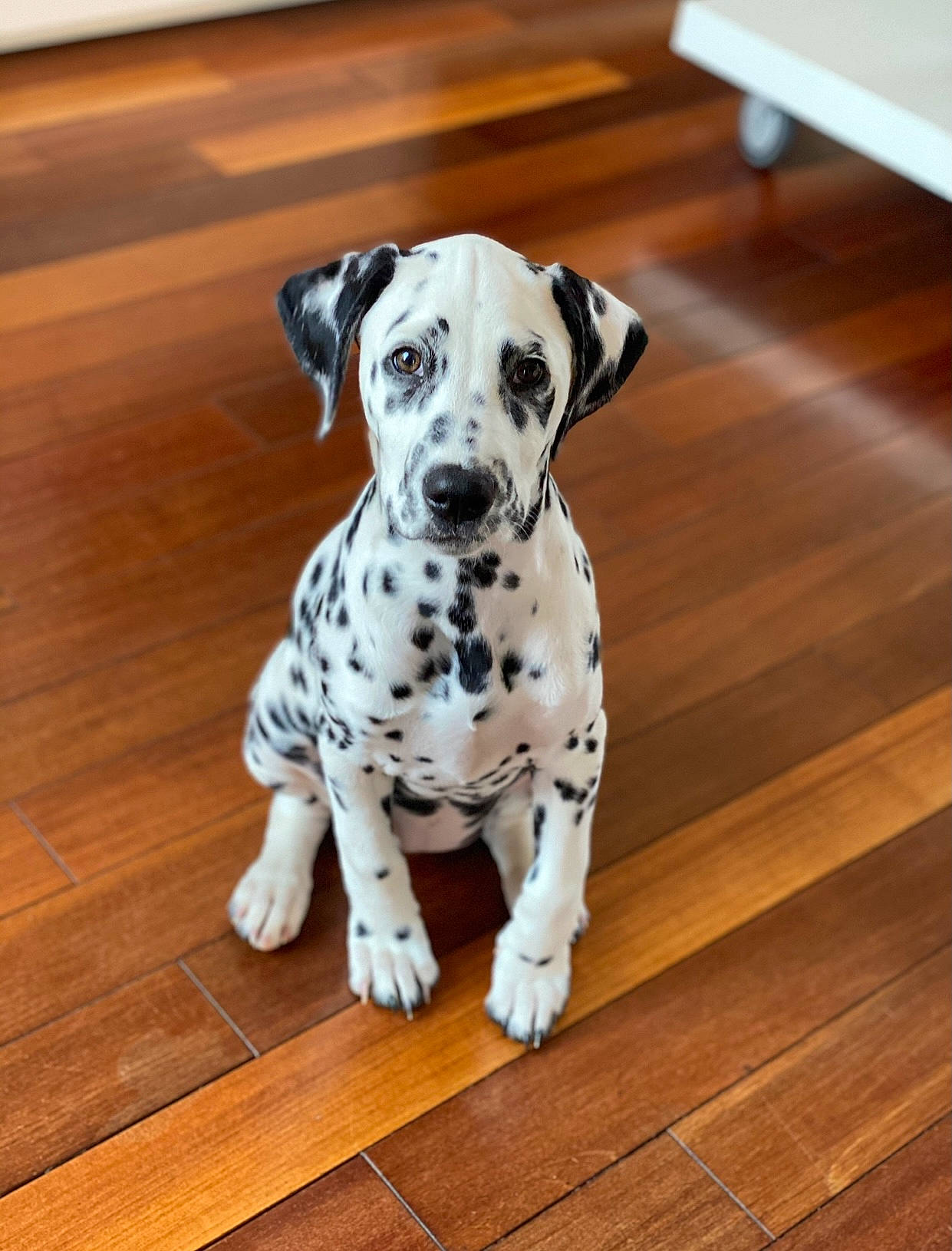 Pippa participe au concours pour gagner de l'argent avec cette photo : canidae, carnivore, companion_dog, dalmatian, dog, dog_breed, dog_supply, fawn, floor, flooring, hardwood, laminate_flooring, plywood, snout, sporting_group, varnish, wood, wood_flooring, wood_stain, working_animal