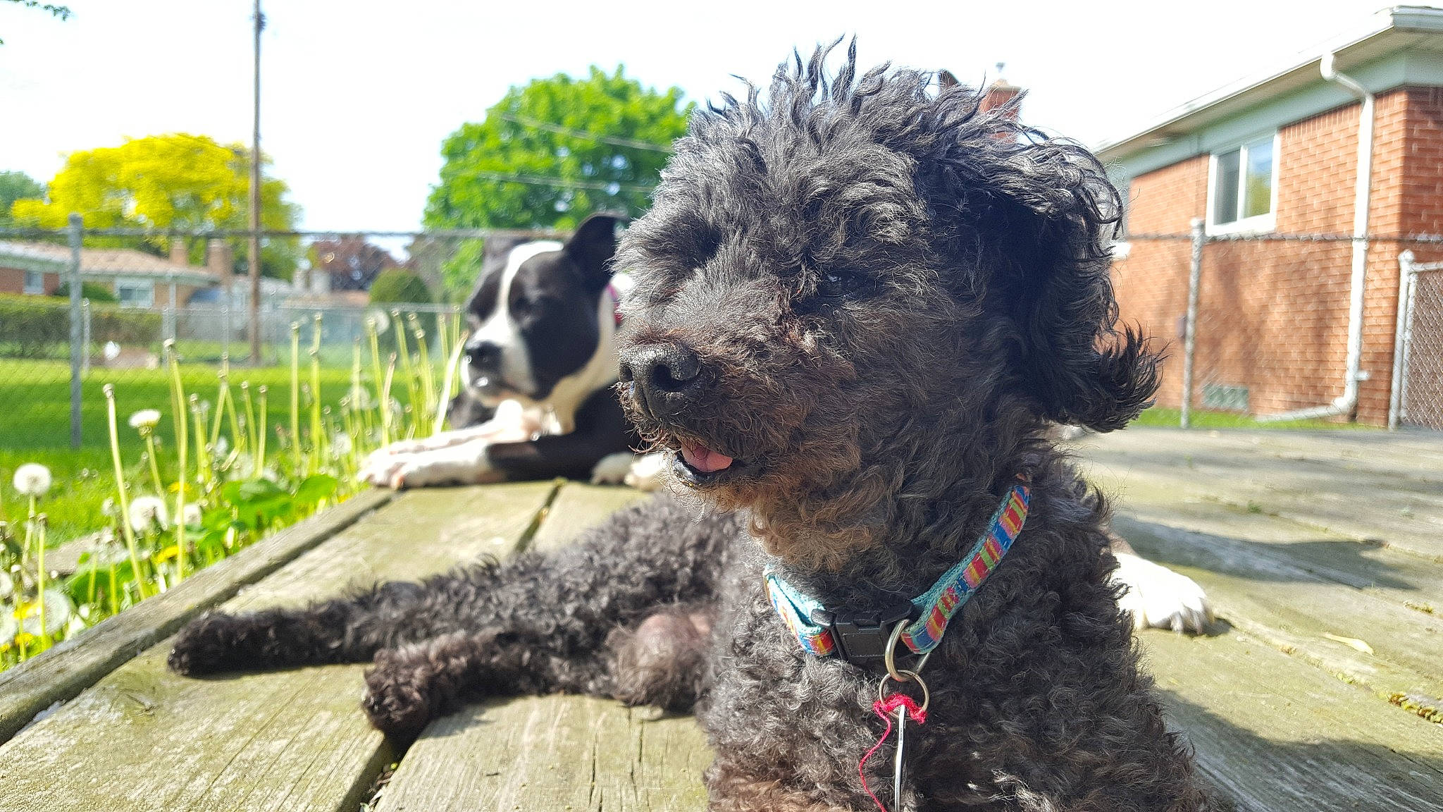 Kruze joined the competition — help win amazing prizes! barbet, canidae, carnivore, dog, dog_breed, goldendoodle, lagotto_romagnolo, mammal, miniature_poodle, murray_river_curly_coated_retriever, non_sporting_group, poodle_crossbreed, portuguese_water_dog, rare_breed_dog, spaniel, spanish_water_dog, sporting_group, terrier, vertebrate, wetterhoun