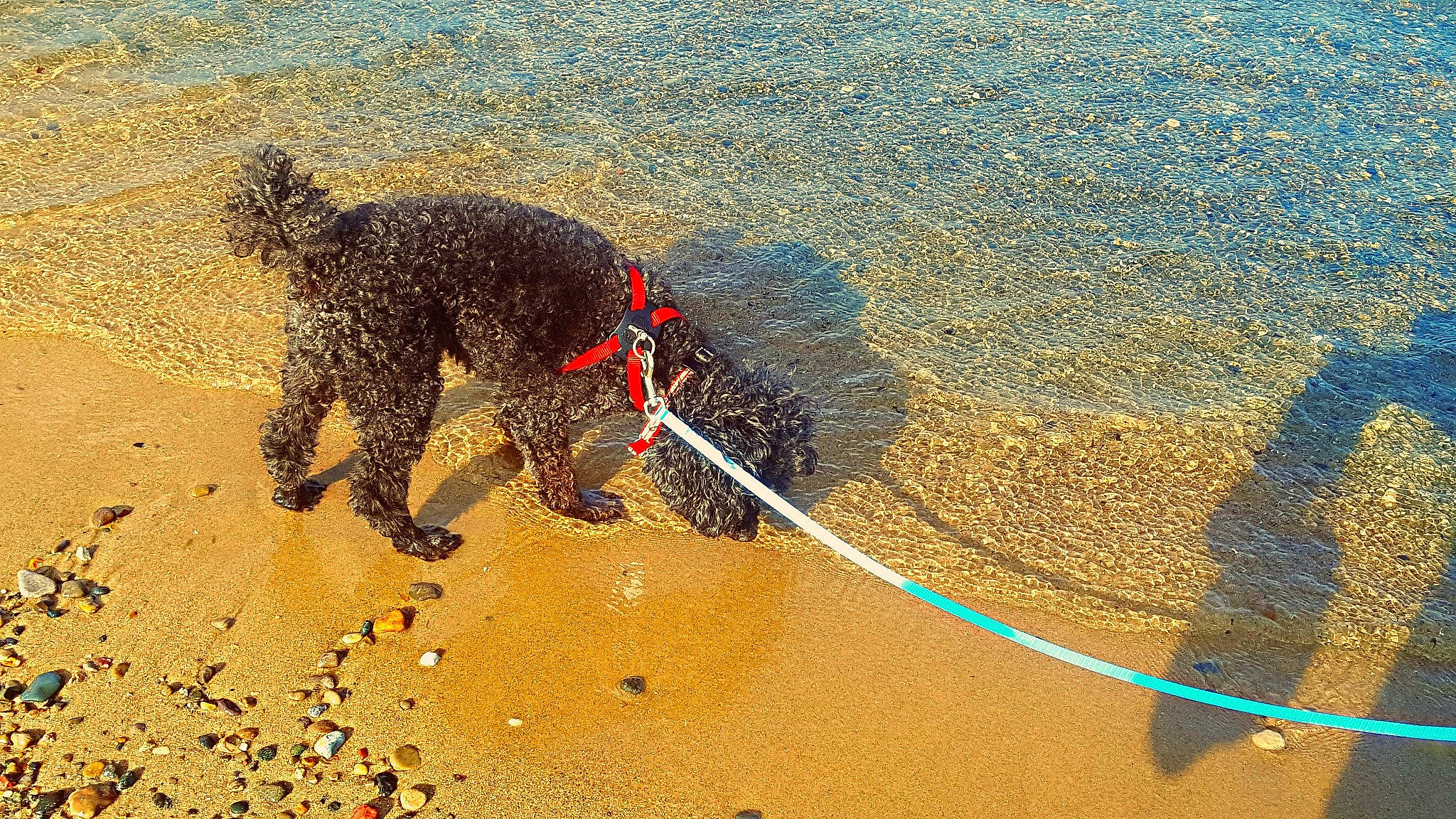 Kruze joined the competition — help win amazing prizes! barbet, canidae, carnivore, cockapoo, dog, dog_breed, dog_walking, irish_water_spaniel, lagotto_romagnolo, leash, miniature_poodle, poodle, poodle_crossbreed, portuguese_water_dog, sand, spanish_water_dog, sporting_group, standard_poodle, terrier, water_dog