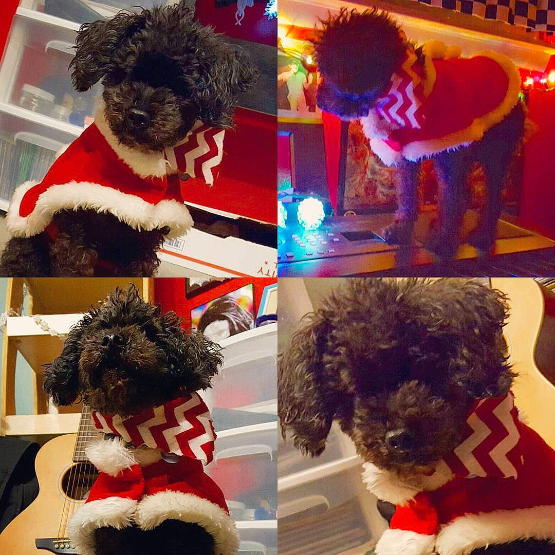 Kruze is registered to the contest to win money with this photo: bolonka, canidae, carnivore, companion_dog, dog, dog_breed, dog_clothes, fur, havanese, labradoodle, lagotto_romagnolo, maltepoo, miniature_poodle, non_sporting_group, poodle, portuguese_water_dog, puppy, schnoodle, sporting_group, toy_poodle