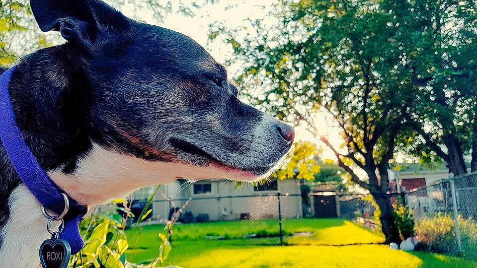 Roxi joined the competition — help win amazing prizes! canidae, carnivore, companion_dog, danish_swedish_farmdog, dog, dog_breed, dog_collar, grass, mammal, plant, rare_breed_dog, rat_terrier, smooth_fox_terrier, snout, tree