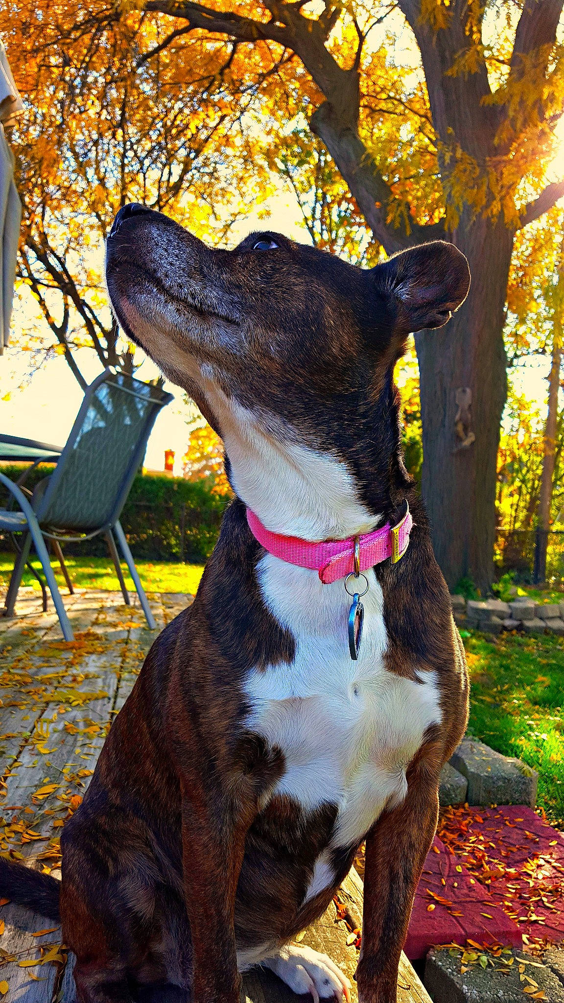 Roxi is registered to the contest to win money with this photo: american_staffordshire_terrier, canidae, carnivore, collar, dog, dog_breed, dog_collar, fawn, feist, galgo_espanol, greyhound, mammal, mountain_cur, plant, snout, sporting_group, tree, vertebrate, whiskers