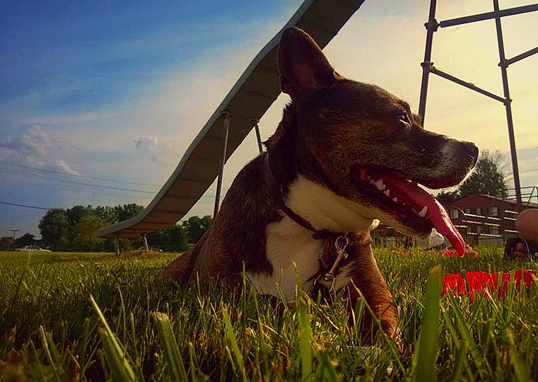 Roxi is registered to the contest to win money with this photo: american_staffordshire_terrier, canidae, carnivore, dog, dog_breed, dog_collar, grass, mammal, pit_bull, plant, sky, snout
