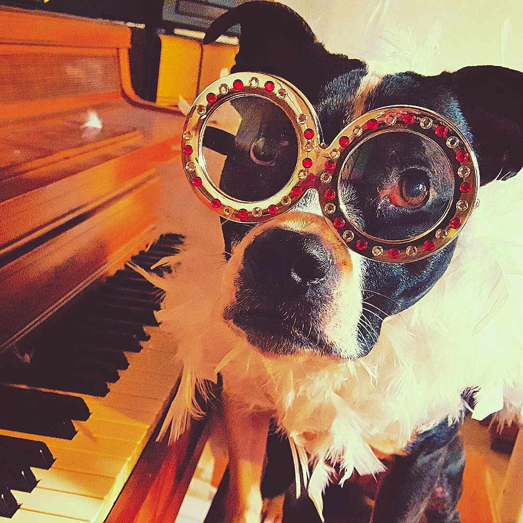 Sasha is registered to the contest to win money with this photo: canidae, carnivore, cool, dog, dog_breed, electronic_device, electronic_instrument, eyewear, glasses, goggles, illustration, music_venue, personal_protective_equipment, selfie, sky, sporting_group, sunglasses, technology, vision_care, visual_arts