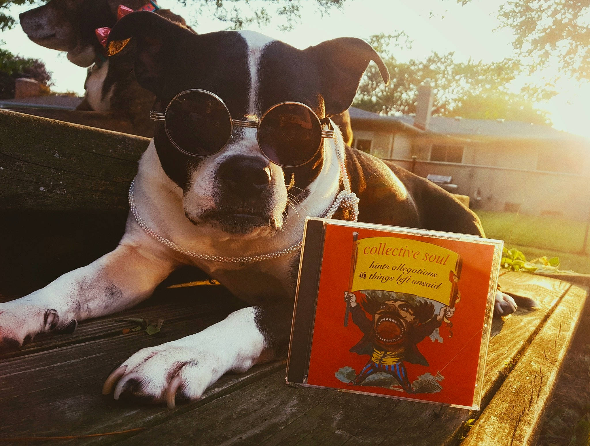 Sasha is registered to the contest to win money with this photo: canidae, carnivore, companion_dog, cool, dog, dog_breed, ear, eyewear, fawn, glasses, love, non_sporting_group, paw, pit_bull, puppy_love, snout, sunglasses