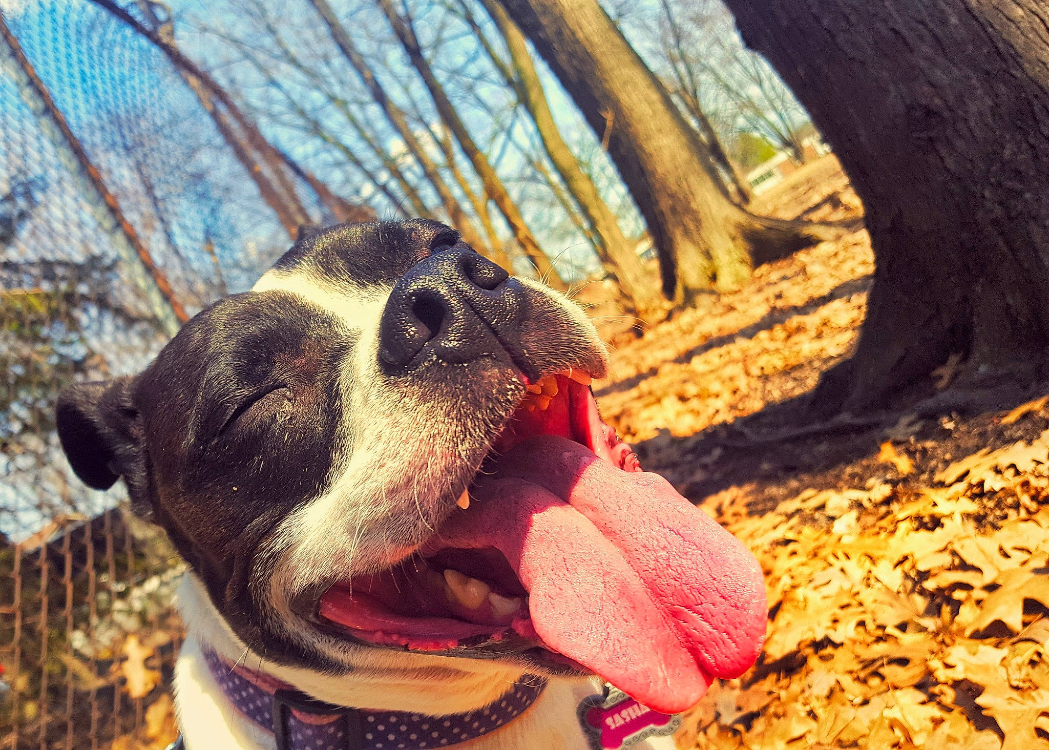 Sasha joined the competition — help win amazing prizes! adventure, american_bulldog, american_pit_bull_terrier, american_staffordshire_terrier, boston_terrier, canidae, carnivore, companion_dog, dog, dog_breed, fawn, french_bulldog, mammal, non_sporting_group, nose, olde_english_bulldogge, pit_bull, snout, tongue, valley_bulldog