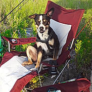 Rubble joined the competition — help win amazing prizes! canidae, carnivore, dog, dog_breed, miniature_pinscher, rat_terrier, toy_dog