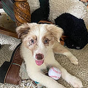 Remington is registered to the contest to win money with this photo: animal, ball, baseball, baseballball, canine, couch, dog, face, football, furniture, head, people, person, pet, puppy, soccer, soccerball, sport, tennis, tennisball
