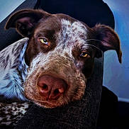 Issy joined the competition — help win amazing prizes! dog, close_up, resting, yellow_eyes, speckled_fur, portrait, relaxed, indoors, canine, face, snout, ear, fur, animal, pet, couch, texture, soft_light, sleepy, home