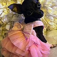 Beatriz Robles is registered to the contest to win money with this photo: dog, small_dog, black_dog, pink_dress, bow, ruffles, couch, cushion, indoor, pet, cute, tiny, fashion, portrait, looking_back, fluffy_background, animal, sitting, close_up, adorable