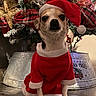 dog, christmas, holiday, santa_hat, santa_outfit, christmas_tree, decorations, ribbons, ornaments, wooden_floor, festive, pet, cute, indoor, small_dog, red_clothing, seasonal, holiday_spirit, animal, celebration