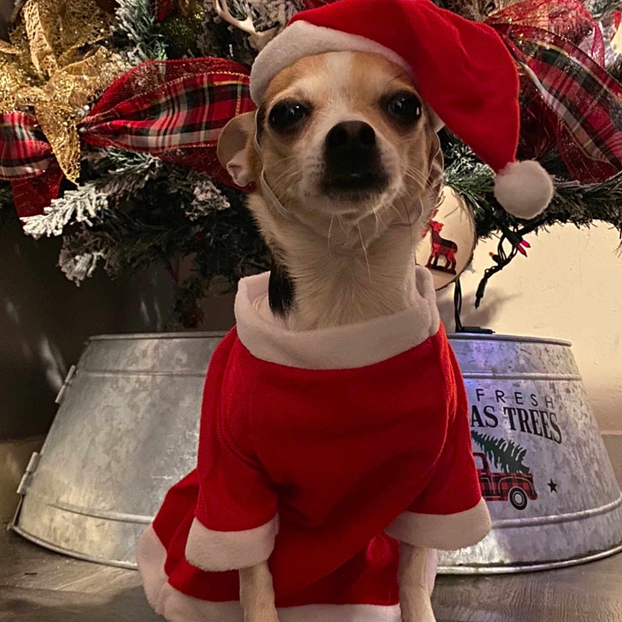 Hachy joined the competition — help win amazing prizes! dog, christmas, holiday, santa_hat, santa_outfit, christmas_tree, decorations, ribbons, ornaments, wooden_floor, festive, pet, cute, indoor, small_dog, red_clothing, seasonal, holiday_spirit, animal, celebration