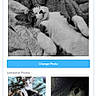 animal, blanket, button, calico, cat, cats, cozy, cute, digital, fur, interface, pet, pets, resting, screen, screenshot, sleeping, tabby, text, webpage