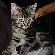 Twix joined the competition — help win amazing prizes! kitten, cat, tabby, animal, pet, feline, fur, whiskers, ears, eyes, paw, hand, lap, resting, indoor, closeup, comfort, domestic, young, cute