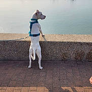Aïka participe au concours pour gagner de l'argent avec cette photo : dog, white_dog, leash, harbor, boats, water, stone_wall, brick_pavement, shadow, sunlight, outdoor, pet, canine, calm, morning, sky, dock, marine, standing, curious