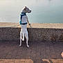 boats, brick_pavement, calm, canine, curious, dock, dog, harbor, leash, marine, morning, outdoor, pet, shadow, sky, standing, stone_wall, sunlight, water, white_dog