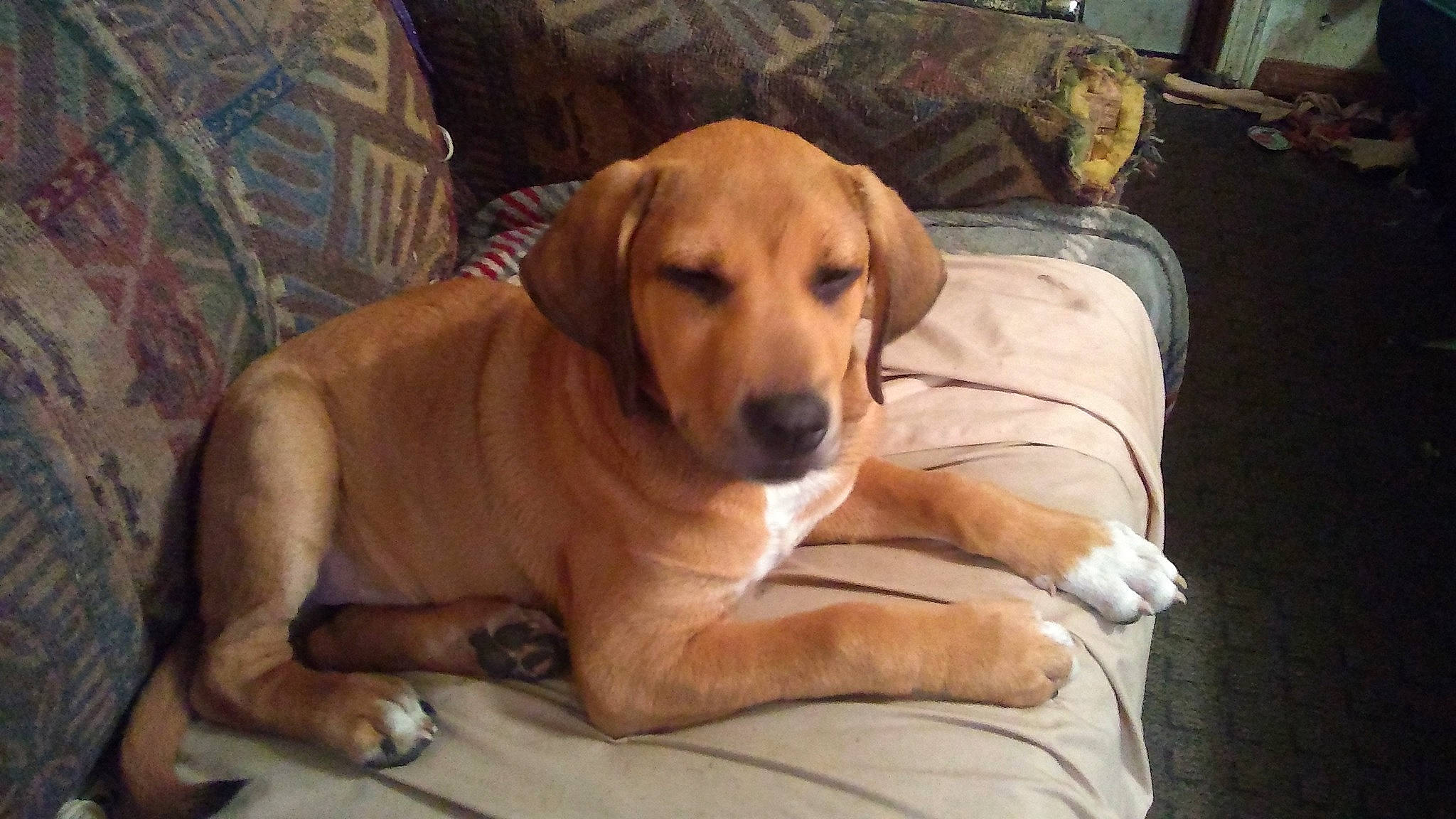 Fatty is registered to the contest to win money with this photo: canidae, carnivore, comfort, companion_dog, dog, dog_breed, dog_supply, fawn, fur, guard_dog, gun_dog, hardwood, paw, retriever, sitting, snout, sporting_group, whiskers, wood, working_animal