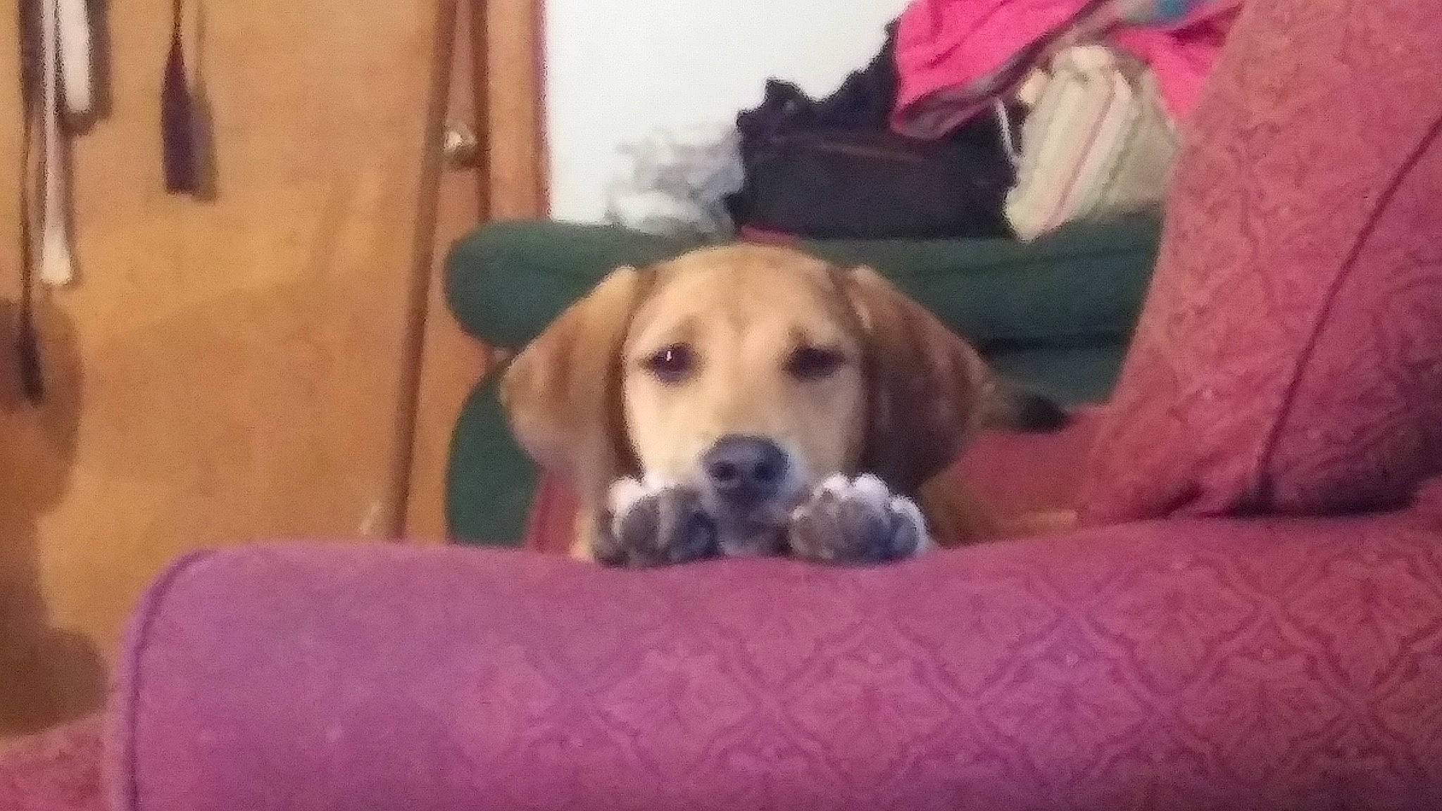 Fatty is registered to the contest to win money with this photo: bored, canidae, carnivore, comfort, companion_dog, couch, dog, dog_breed, dog_supply, fawn, floor, flooring, furniture, hardwood, pet_supply, pillow, snout, sporting_group, wood, working_animal