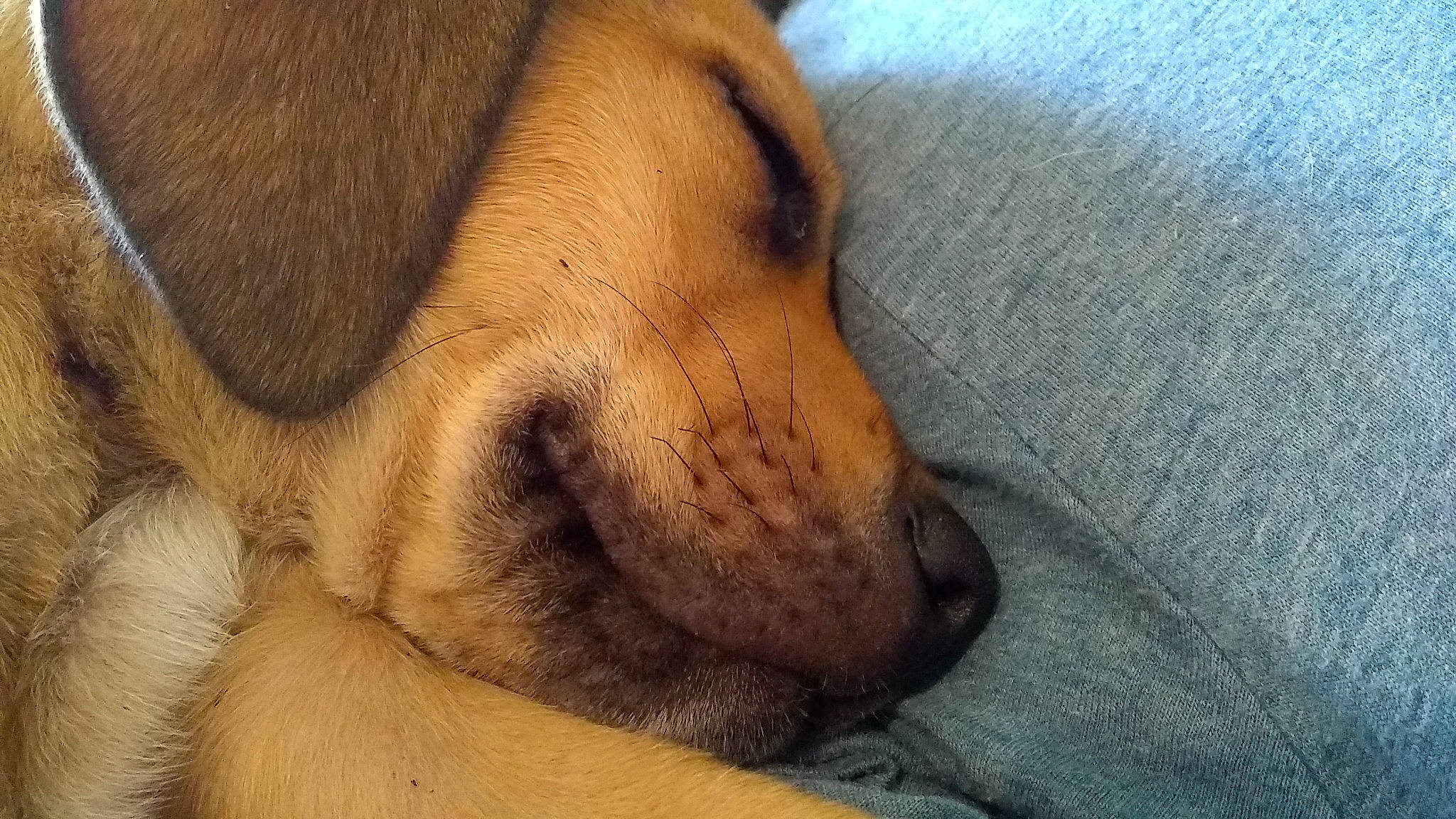 Fatty joined the competition — help win amazing prizes! carnivore, claw, comfort, companion_dog, dog, dog_breed, fawn, felidae, foot, fur, golden_retriever, liver, paw, retriever, snout, sporting_group, street_dog, terrestrial_animal, whiskers, wrinkle