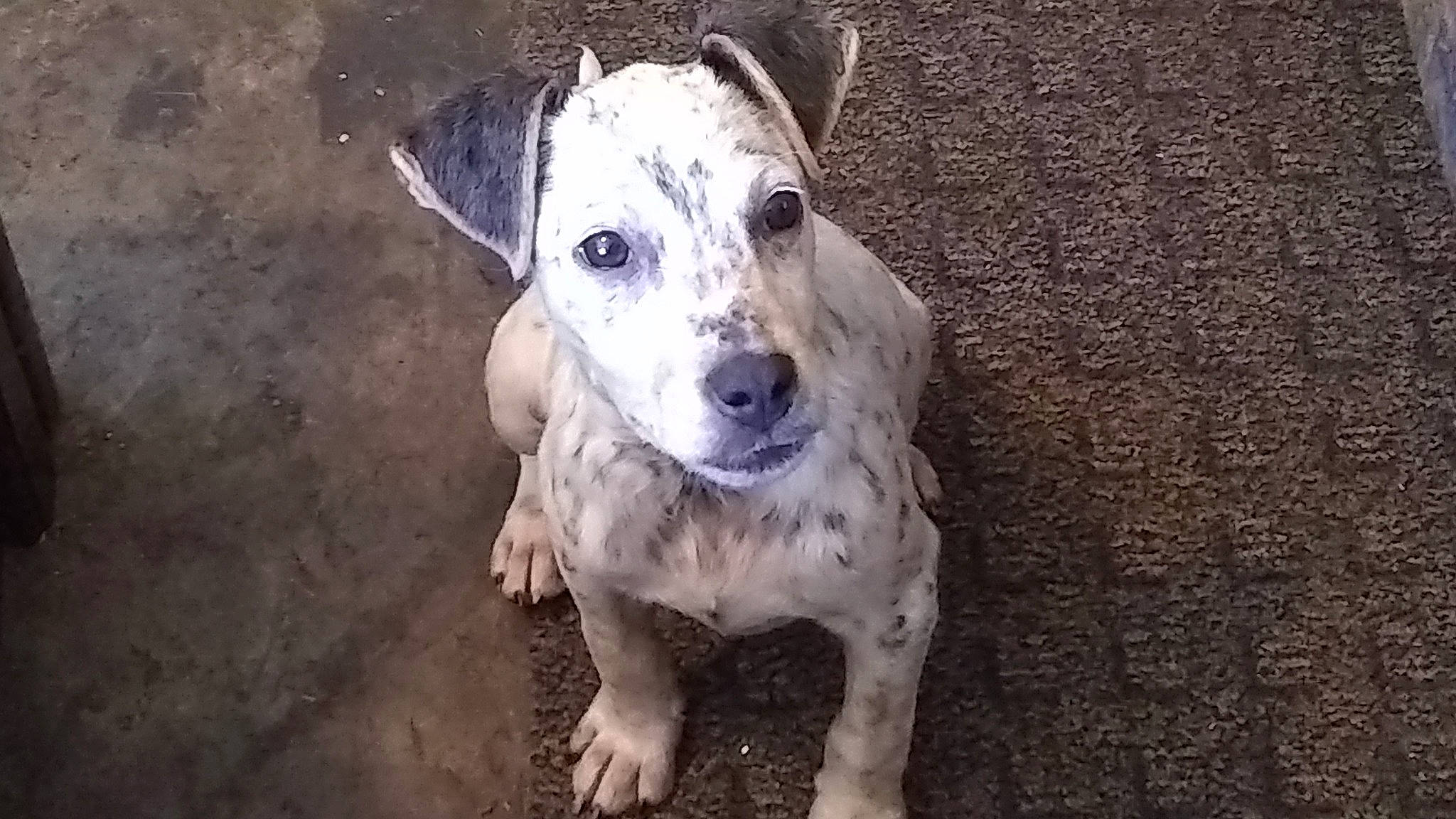 Cracker joined the competition — help win amazing prizes! canidae, carnivore, companion_dog, dog, dog_breed, eye, fawn, non_sporting_group, pet_supply, snout, sporting_group, street_dog, terrestrial_animal, whiskers, working_animal