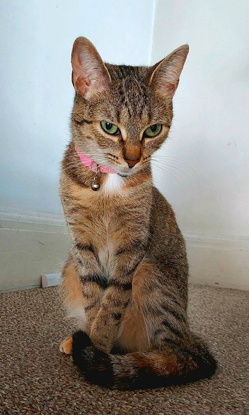 Burrito joined the competition — help win amazing prizes! carnivore, cat, claw, domestic_short_haired_cat, eye, fawn, felidae, foot, fur, head, paw, sitting, small_to_medium_sized_cats, snout, tail, terrestrial_animal, whiskers, wildlife