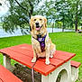 Molly joined the competition — help win amazing prizes! dog, golden_retriever, pet, animal, outdoor, park, picnic_table, grass, tree, lake, harness, leash, nature, summer, canine, friendly, happy, tongue_out, daytime, bench