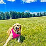 Molly is registered to the contest to win money with this photo: dog, golden_retriever, grass, field, ball, pink_harness, sky, clouds, outdoor, sunny, pet, canine, playing, happy, nature, animal, daytime, park, leisure, tongue