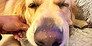 Molly joined the competition — help win amazing prizes! dog, golden_retriever, glass_bowl, snout, smiling, lying_down, blanket, plush_pillow, indoor, cozy, hand, pet, cute, relaxed, furry, animal, sleepy, close_up, nose, teeth