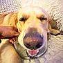 dog, golden_retriever, glass_bowl, snout, smiling, lying_down, blanket, plush_pillow, indoor, cozy, hand, pet, cute, relaxed, furry, animal, sleepy, close_up, nose, teeth