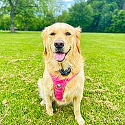 Molly is registered to the contest to win money with this photo: golden_retriever, dog, canine, pet, outdoor, grass, greenery, harness, pink_harness, tongue_out, happy, sitting, nature, trees, park, summer, sunny, animal, mammal, friendly