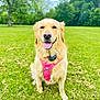 golden_retriever, dog, canine, pet, outdoor, grass, greenery, harness, pink_harness, tongue_out, happy, sitting, nature, trees, park, summer, sunny, animal, mammal, friendly