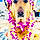 Molly