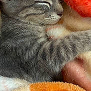 Cookie is registered to the contest to win money with this photo: cat, kitten, tabby, gray_cat, sleeping, sleepy, cute, pet, animal, furry, whiskers, closed_eyes, snuggling, blanket, plush, cozy, indoors, close_up, portrait, relaxed