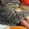 cat, kitten, tabby, gray_cat, sleeping, sleepy, cute, pet, animal, furry, whiskers, closed_eyes, snuggling, blanket, plush, cozy, indoors, close_up, portrait, relaxed