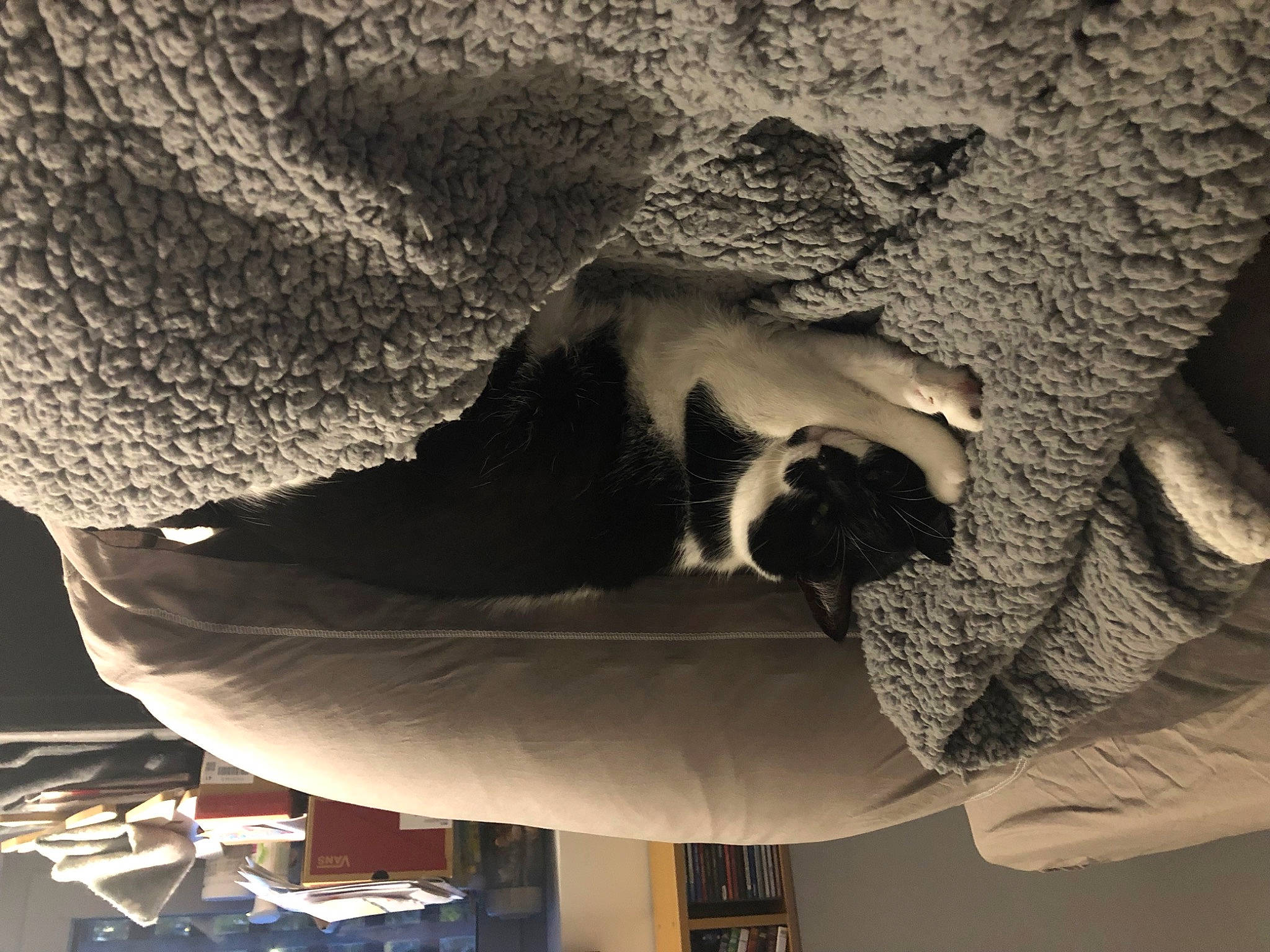 Biguine participe au concours pour gagner de l'argent avec cette photo : carnivore, cat, comfort, domestic_short_haired_cat, felidae, fur, grey, linens, mammal, monochrome, monochrome_photography, room, shadow, small_to_medium_sized_cats, tail, tints_and_shades, tree, vertebrate, whiskers, wood