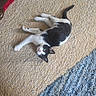 animal, black_and_white, blue_carpet, carpet, cat, couch_leg, cozy, curious, floor, fur, furniture, home, indoor, living_room, looking_up, pet, red_rug, relaxed, sprawled, texture