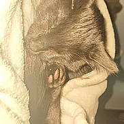 Lilith is registered to the contest to win money with this photo: animal, black_cat, blanket, cat, closeup, comfort, cozy, cute, domestic_cat, feline, fur, indoor, nap, paw, pet, relaxed, rest, sleeping, soft, warm