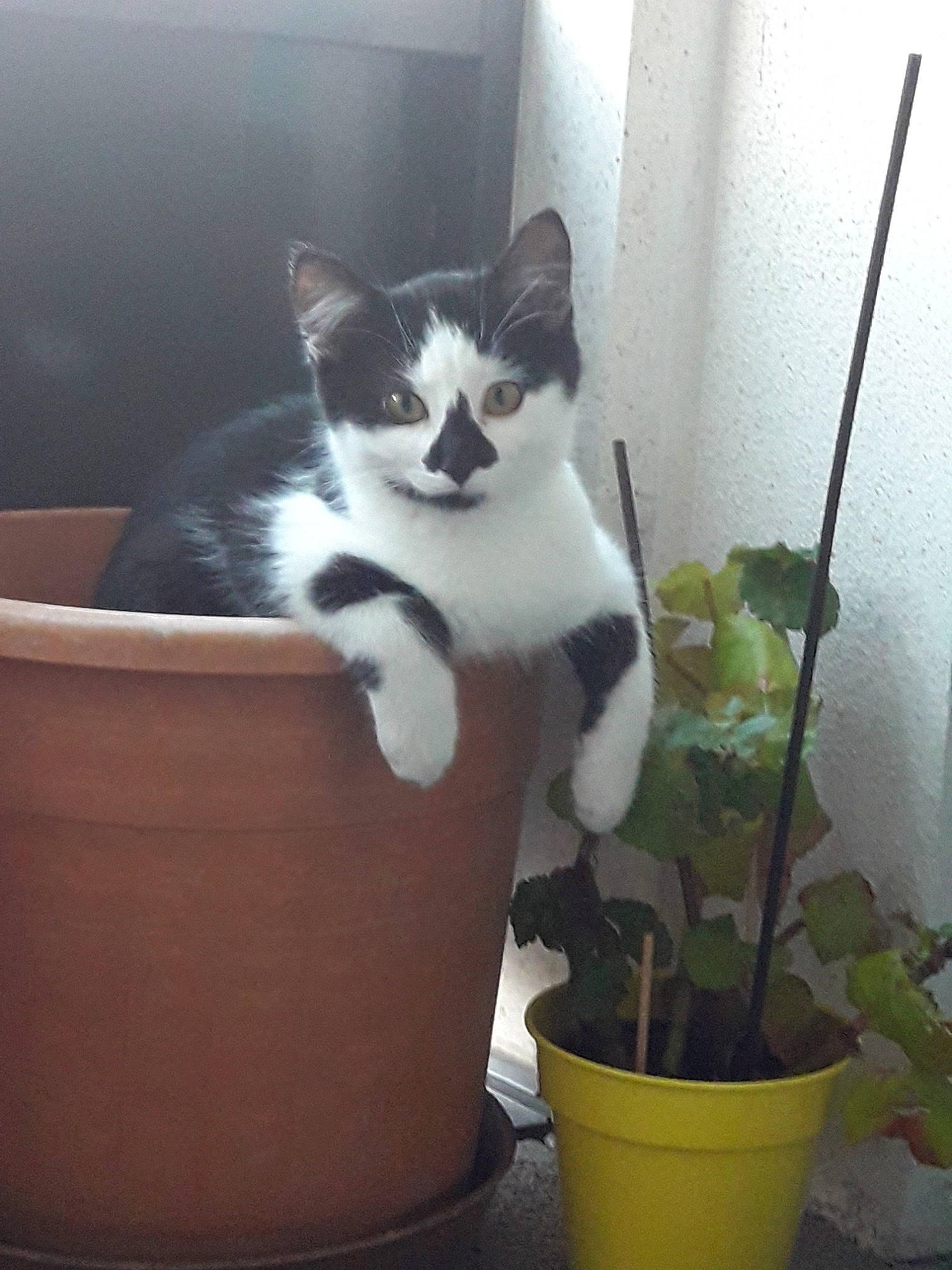 Bono participe au concours pour gagner de l'argent avec cette photo : aegean_cat, carnivore, cat, domestic_short_haired_cat, european_shorthair, felidae, flower, flowerpot, houseplant, kitten, plant, polydactyl_cat, small_to_medium_sized_cats, tail, whiskers