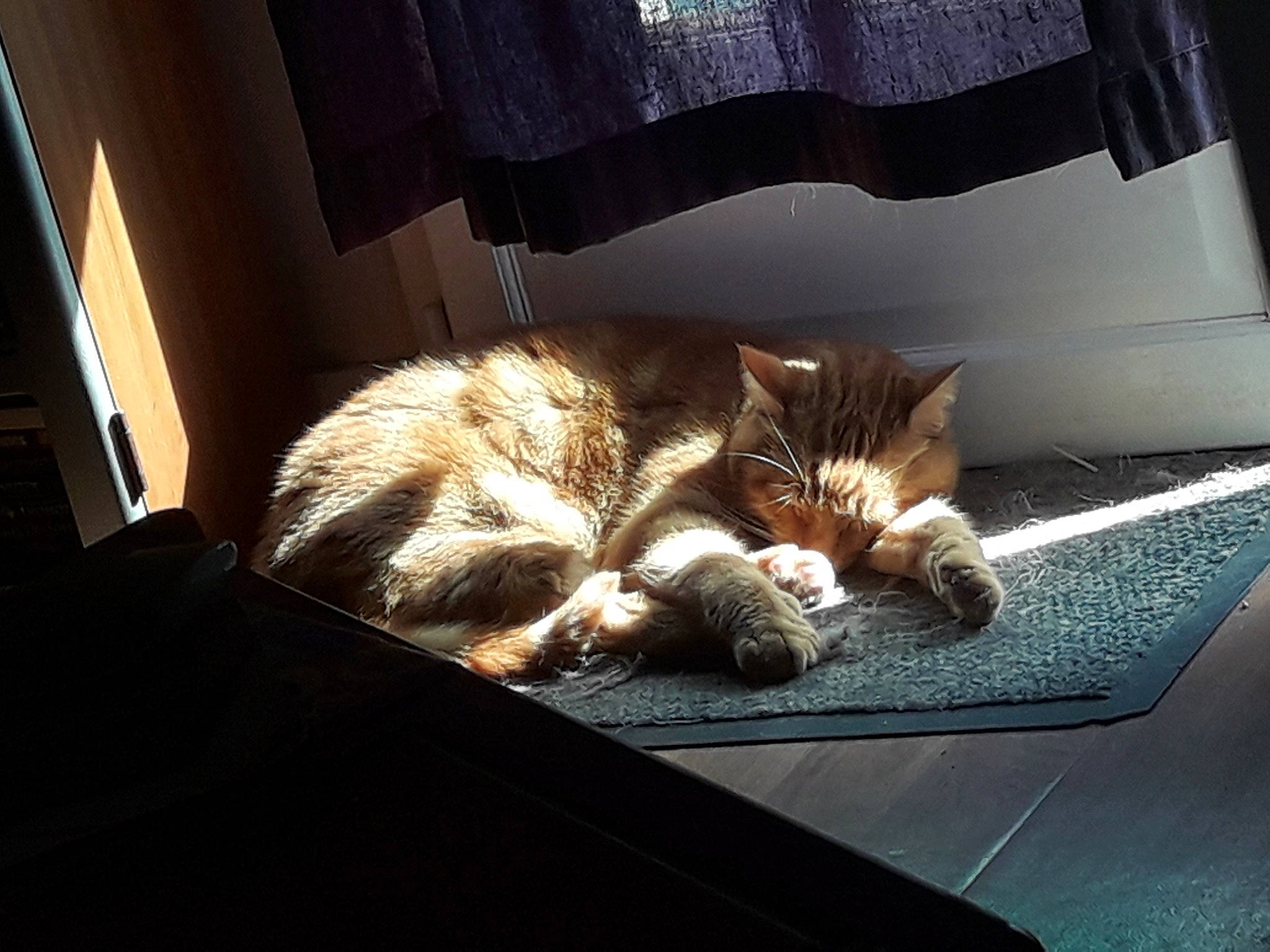 Bono participe au concours pour gagner de l'argent avec cette photo : carnivore, cat, european_shorthair, felidae, fur, kitten, nap, sky, small_to_medium_sized_cats, square, sunlight, tabby_cat, tail, whiskers, window