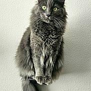 Zelda is registered to the contest to win money with this photo: alert, animal, cat, closeup, cute, domestic_cat, feline, fluffy, fur, gray_cat, green_eyes, indoor, looking, perched, pet, portrait, sitting, tail, wall, whiskers
