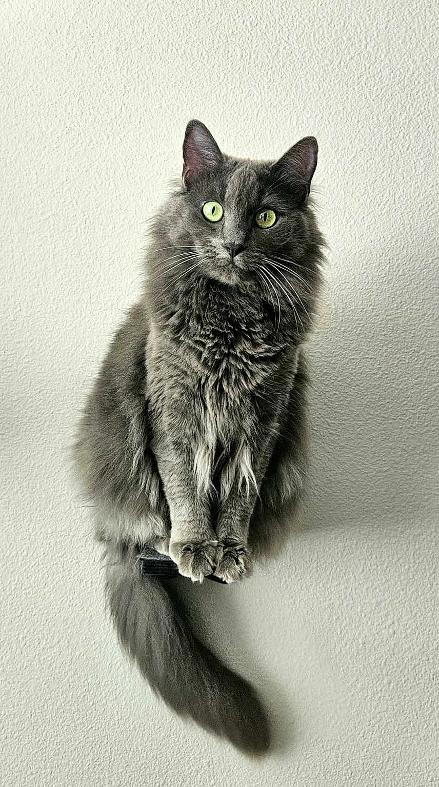 Zelda