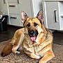 dog, german_shepherd, canine, pet, indoor, carpet, tongue_out, relaxed, fur, ears, paw, animal, mammal, domestic_animal, brown, black, kitchen, cabinet, floor, portrait