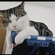 Dodger is registered to the contest to win money with this photo: cat, tabby, white, sleepy, paw, drying_rack, clothing, indoor, pet, feline, resting, perched, household, close_up, cute, domestic_animal, fur, whiskers, pink_nose, relaxed
