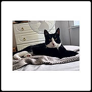 Ernie joined the competition — help win amazing prizes! cat, black_and_white, pet, animal, indoor, bed, blanket, furniture, fan, resting, cozy, relaxed, whiskers, ears, paws, domestic, cute, fur, window, home