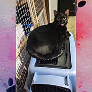 Gabby is registered to the contest to win money with this photo: cat, black_cat, pet_carrier, indoor, animal, feline, lounging, looking_back, wire_gate, blue, plastic, household, floor, domestic, open_mouth, social_media, screenshot, text_overlay, caption, pet