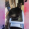 cat, black_cat, pet_carrier, indoor, animal, feline, lounging, looking_back, wire_gate, blue, plastic, household, floor, domestic, open_mouth, social_media, screenshot, text_overlay, caption, pet