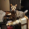 cat, tabby, indoor, furniture, wood, broken, clutter, boxes, curious, pet, animal, whiskers, tail, standing, looking, light, shadow, home, room, object